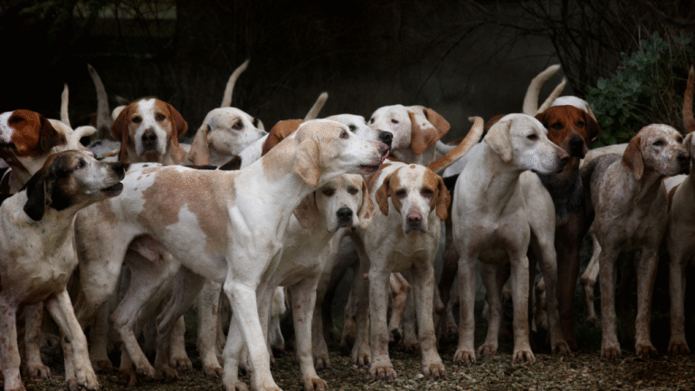 Supreme Court Stray Dogs Delhi